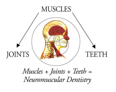 A chart illustrating the relation of muscles, joints, and teeth with TMJ Disorder